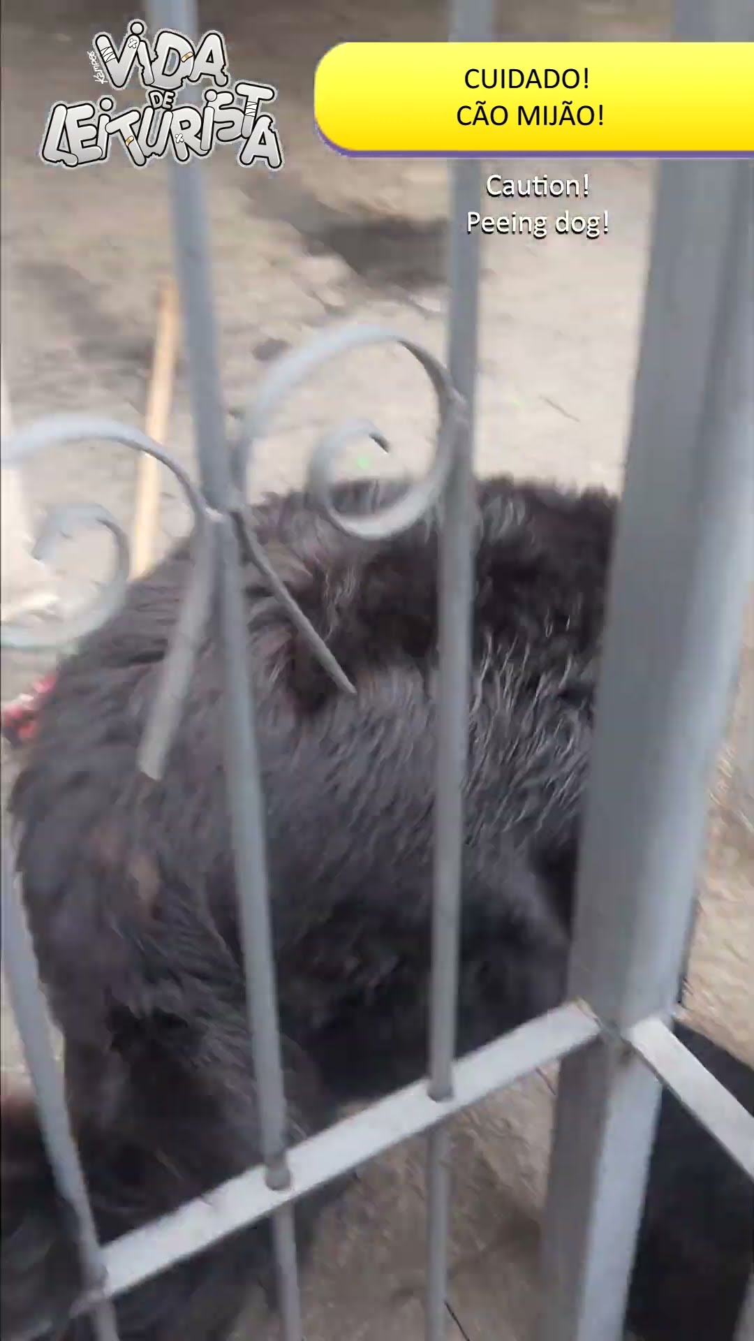 CUIDADO! Cão MIJÃO!
